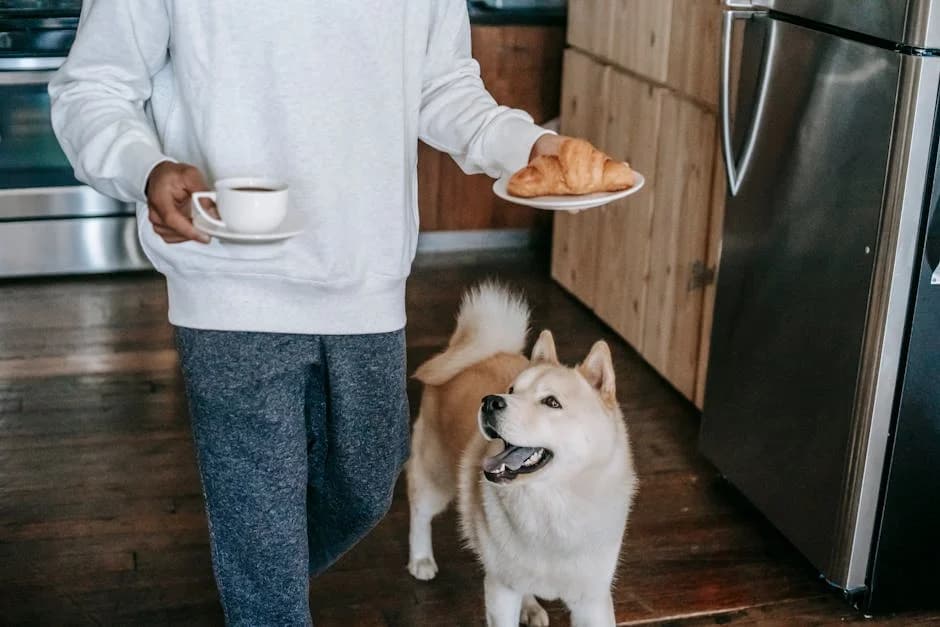 A dog looks at a kitchen counter with chocolate, grapes, and a knife block pushed far back, illustrating a pet-proofed kitchen.