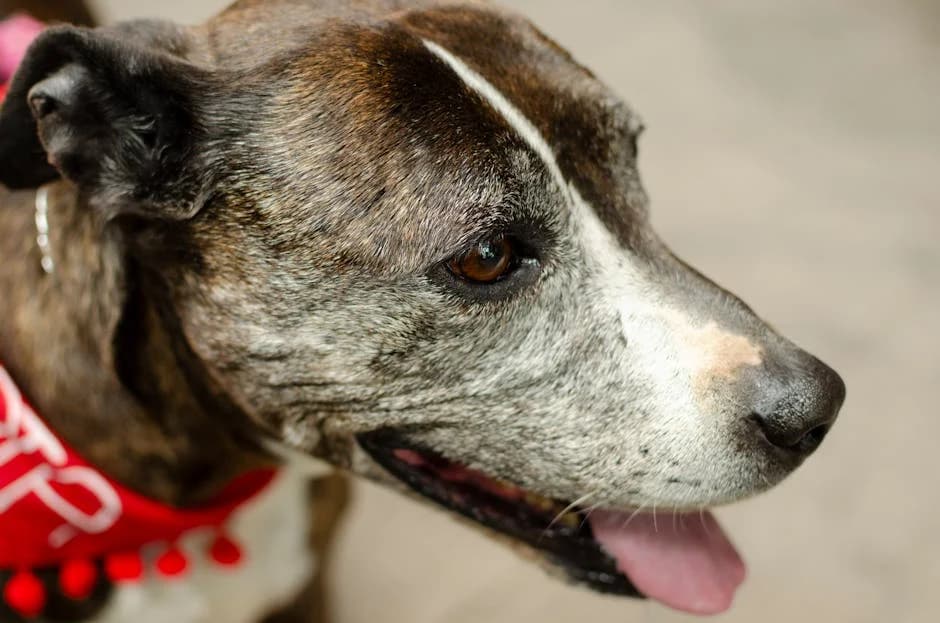 Close-up of a senior dog with a gray muzzle and slightly cloudy eyes, resting comfortably on a soft bed