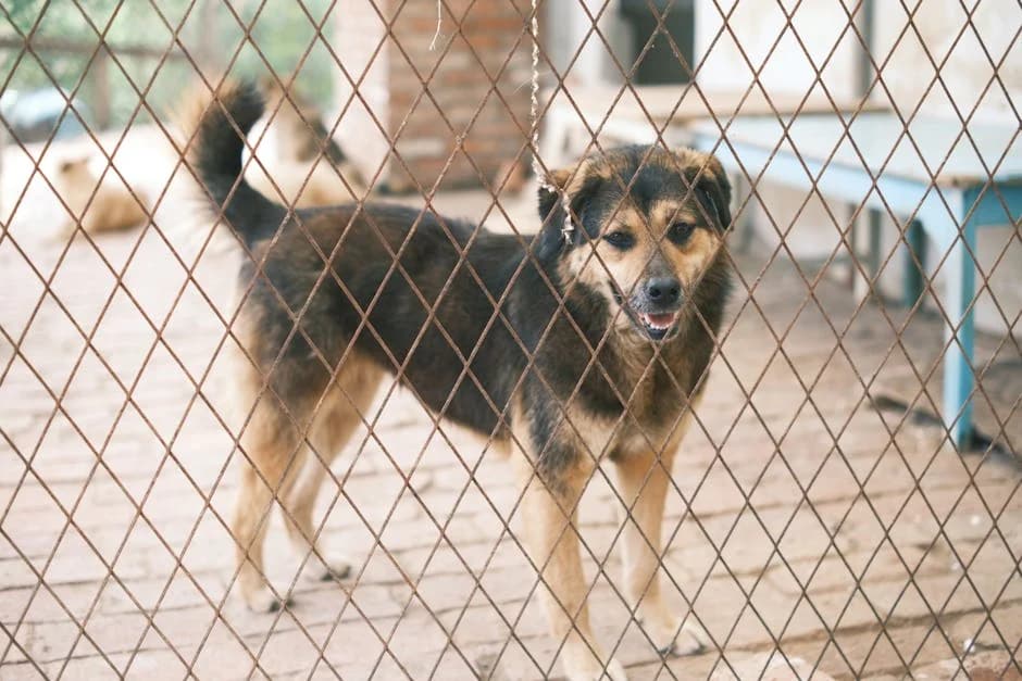 Rescue dog sitting alone, looking withdrawn and not seeking affection