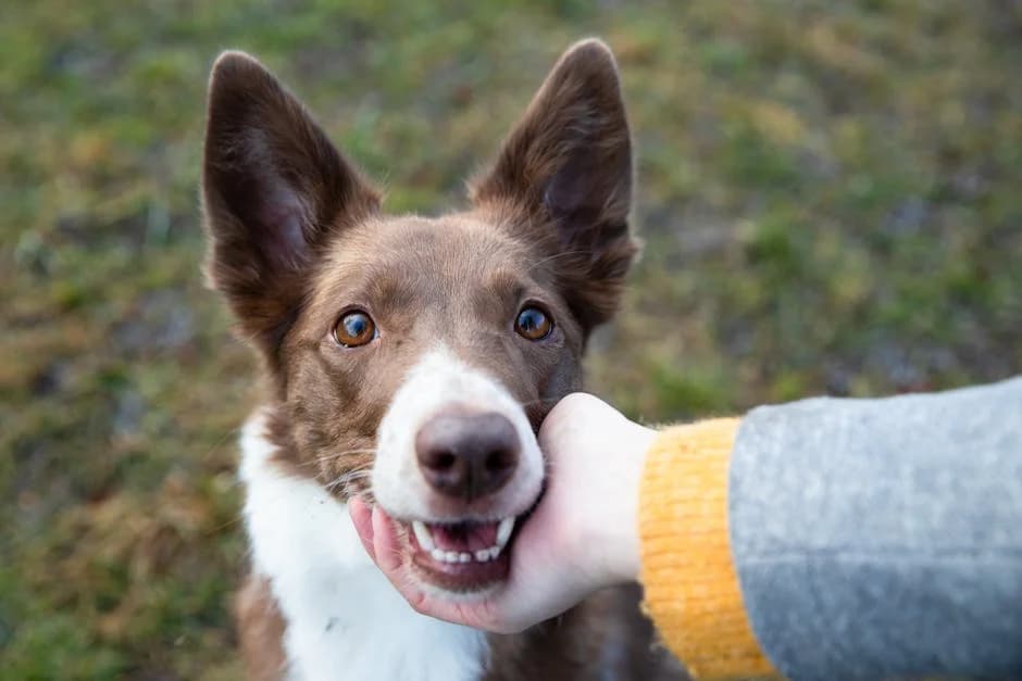 A dog and owner making gentle eye contact, illustrating the oxytocin bonding process