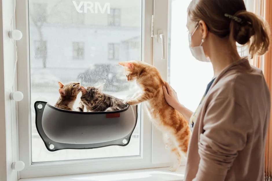 A woman wearing a mask looks at three cats lounging by the window, reflecting a cozy indoor scene.