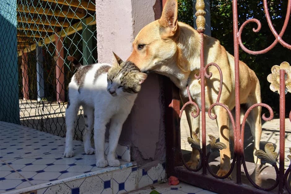 A dog and cat meeting for the first time through a baby gate, with relaxed body language