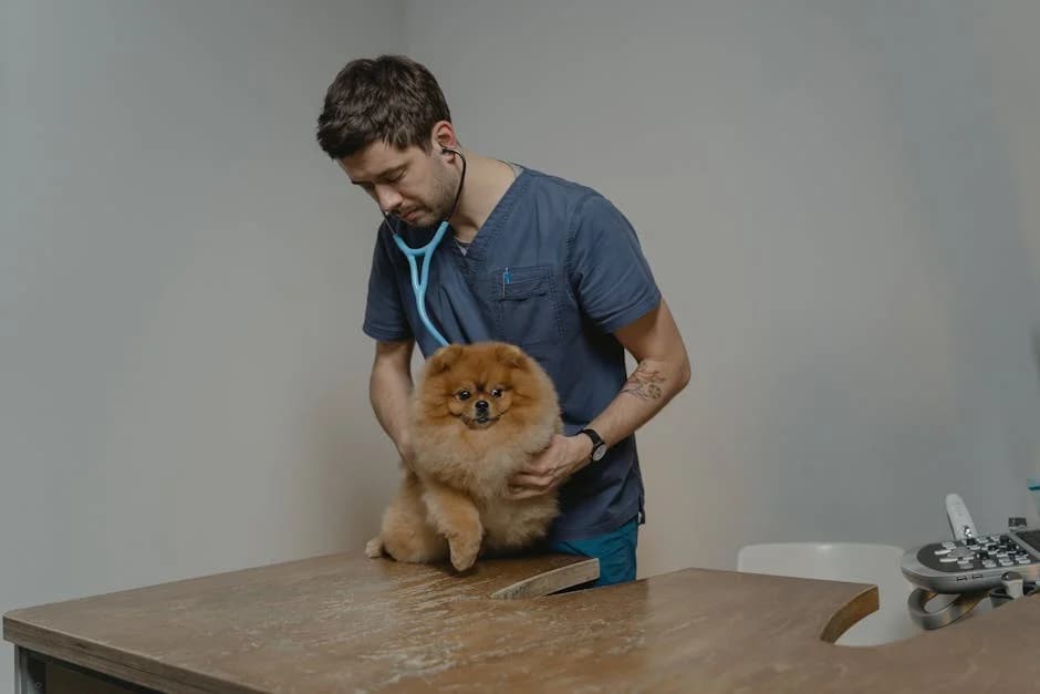 Veterinarian performing a check-up on a dog, illustrating the importance of regular pet care and insurance coverage.