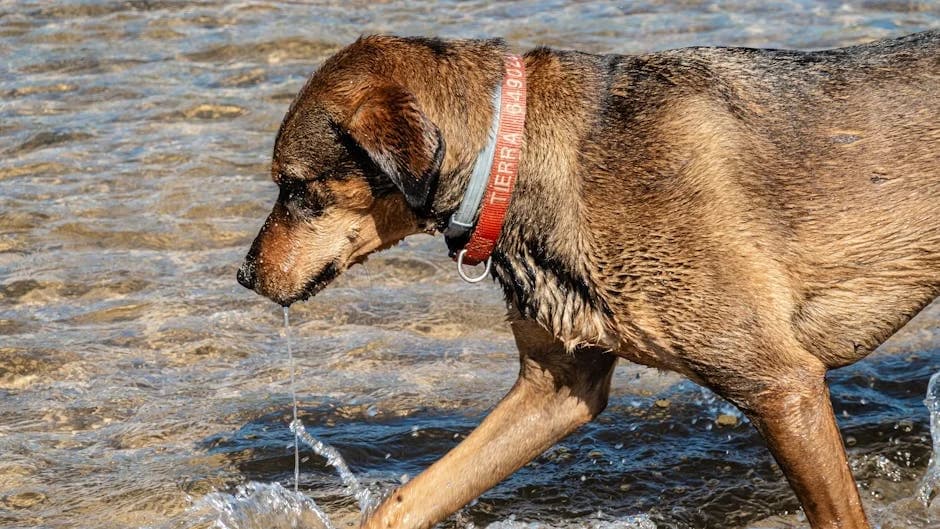 A dog drinking water from a portable bowl during a summer walk